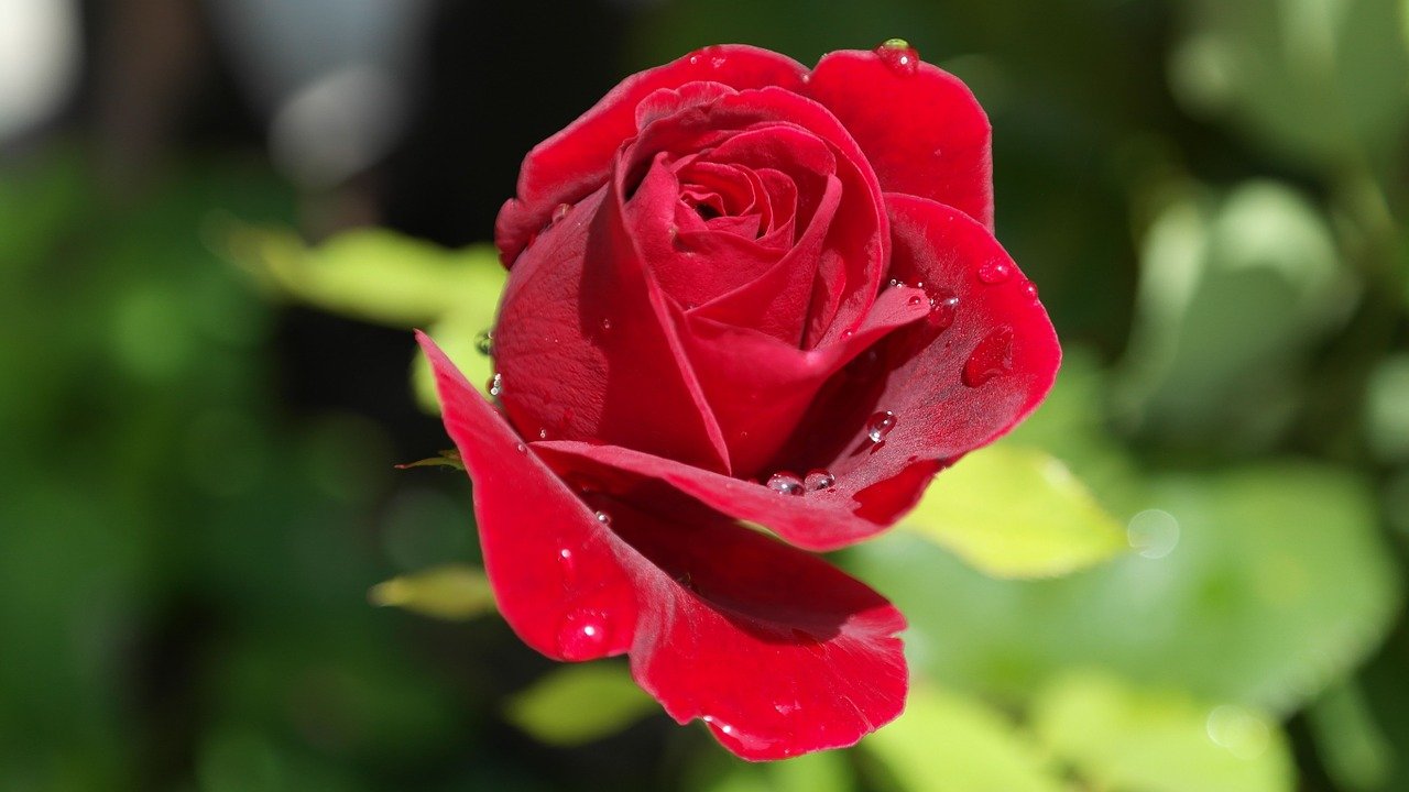 Czerwone kwiaty na Walentynki – nie tylko róże