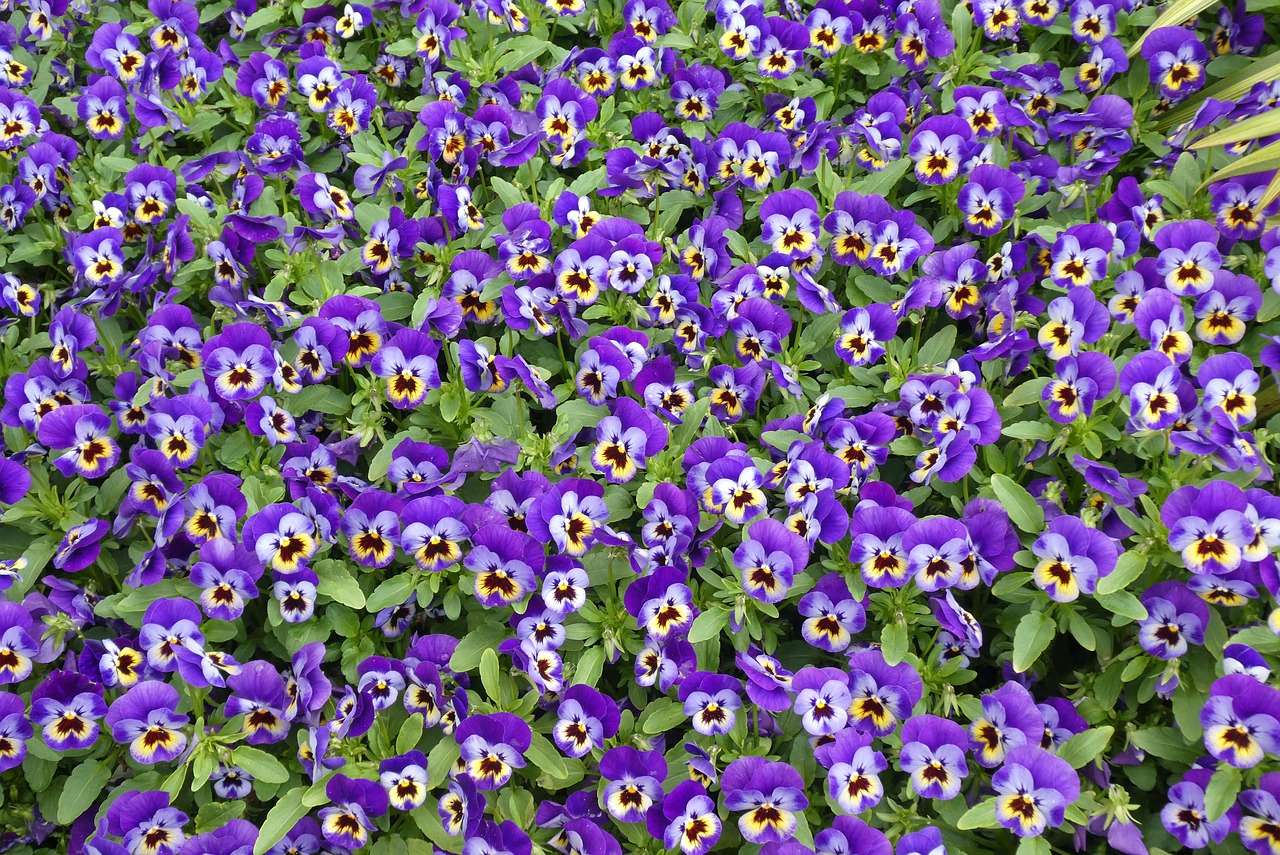 Niebieskie kwiaty ogrodowe – najpopularniejsze gatunki kwiatów