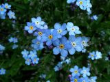Niebieskie kwiaty ogrodowe – najpopularniejsze gatunki kwiatów