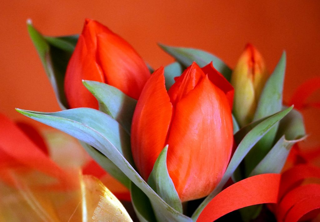 Różne kolory tulipanów i ich znaczenie