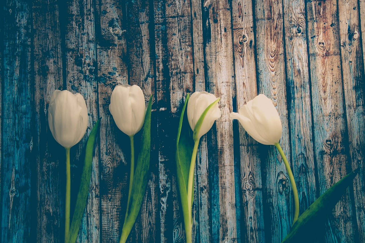 Różne kolory tulipanów i ich znaczenie
