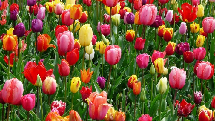 Tulipany – kiedy sadzić tulipany, uprawa, kwiaty