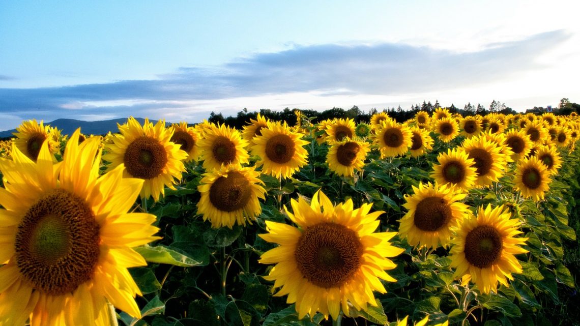 Żółte kwiaty ogrodowe – najpopularniejsze gatunki kwiatów