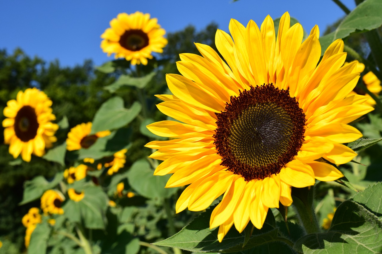 Żółte kwiaty ogrodowe – najpopularniejsze gatunki kwiatów