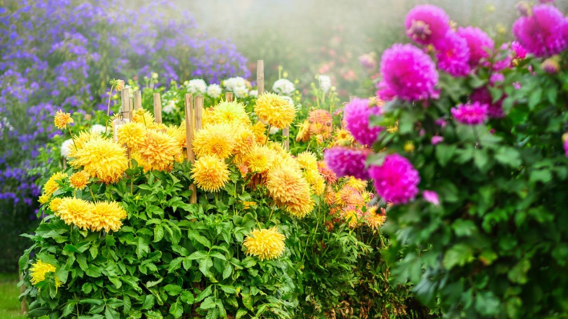 Dalie ogrodowe – uprawa, kiedy sadzić, kwiaty, symbolika