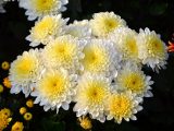 Wszystkich Świętych, Dzień Zmarłych, wypominki – zwyczaje i symbolika kwiatów
