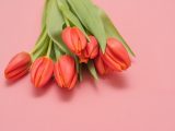 Czerwone kwiaty na Walentynki – nie tylko róże