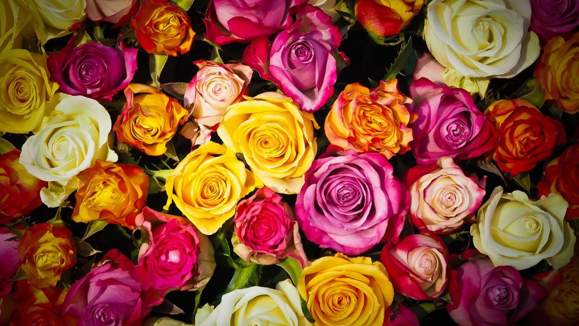 Znaczenie koloru róży