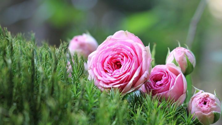 Róże cięte – jak utrzymać je jak najdłużej świeże?